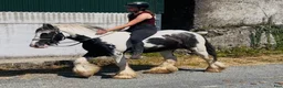 Allround hästar till salu: Super 128 gelding  - Annons 5