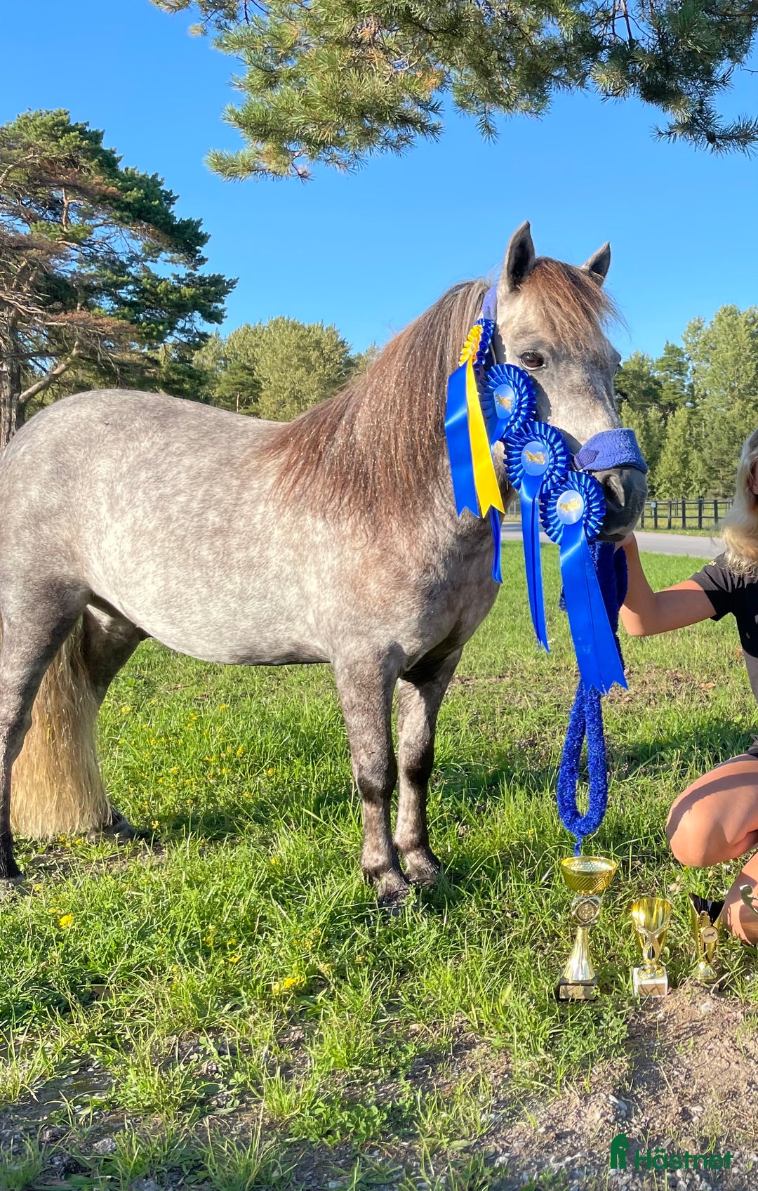 Trav hästar till salu: Fin ponnytravare som syns! i Borlänge - Annons 2