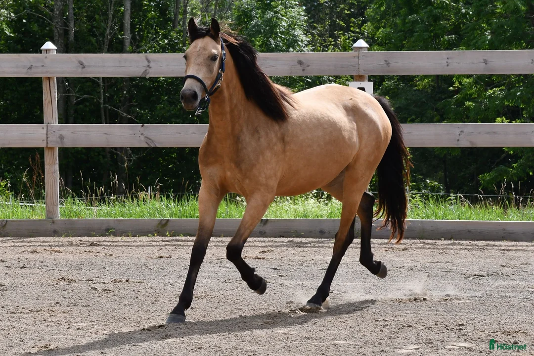 Allround hästar till salu: Norrhults Euphoria  - Annons 2