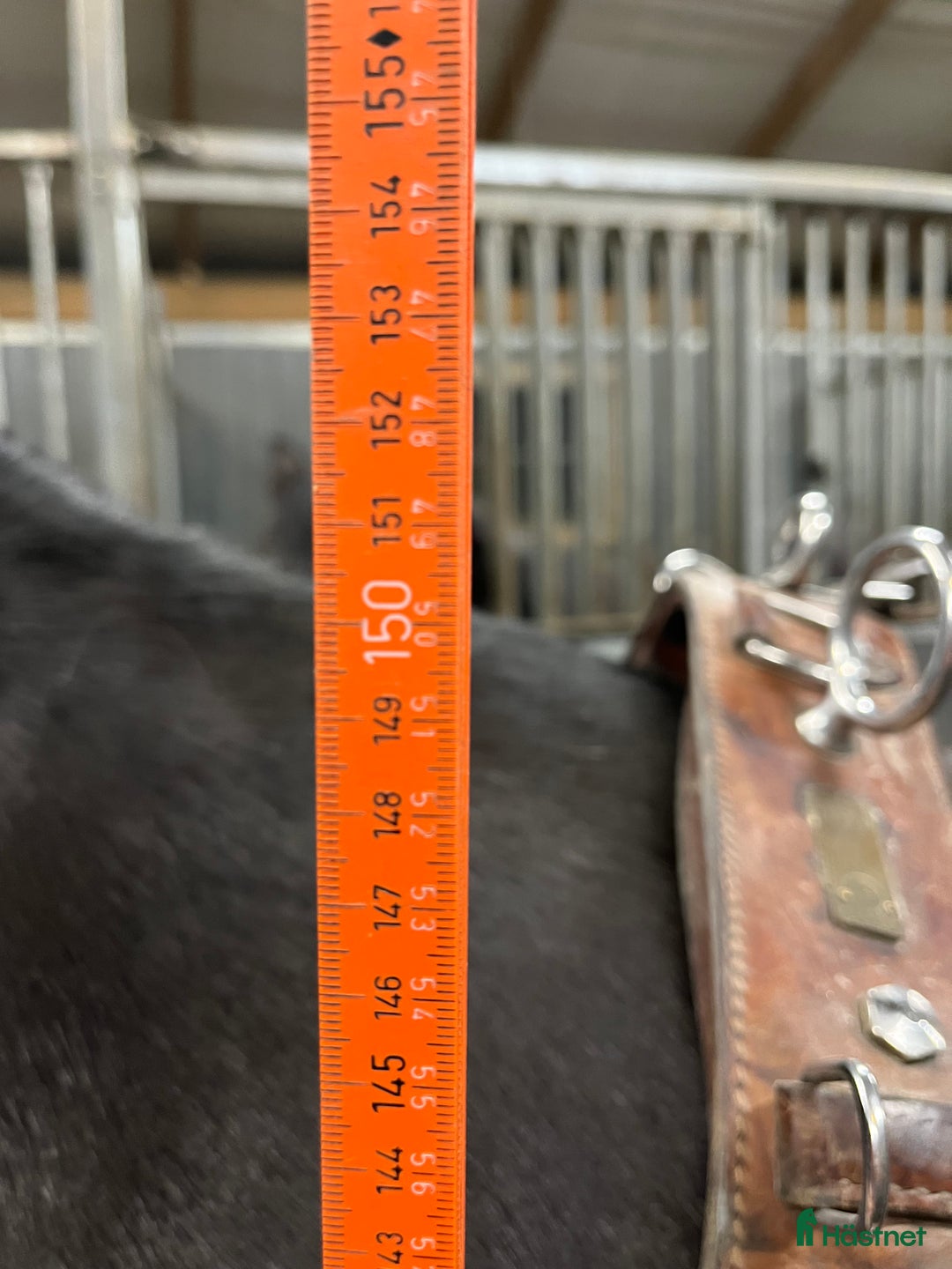 Allround hästar till salu: Bildskön kallblodstravare med fina gångarter  i Västerås - Annons 2