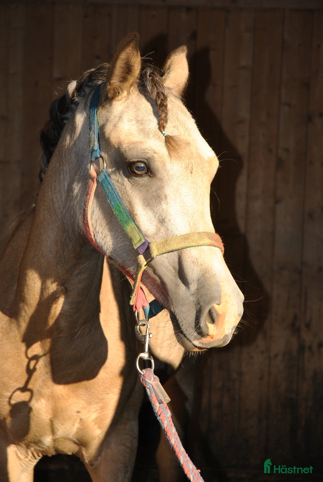 Allround hästar till salu: Elegant Welsh Cob Stoföl i Hoting - Bild 13