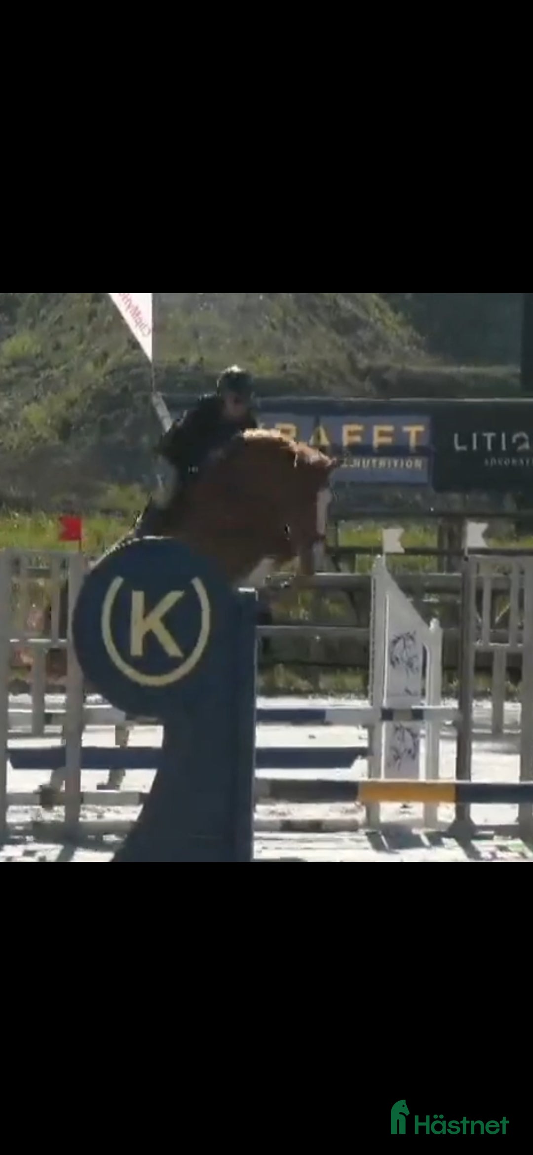  hästar Point Break sto - Annons 1