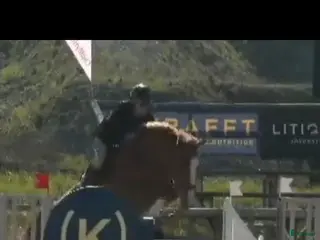 hästar Point Break sto - Annons 1