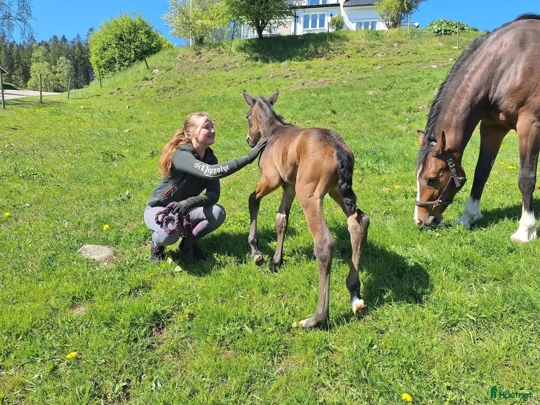 Hoppning hästar till salu: Stoföl med prestationsäker hopp stam! i Ullared - Annons 4