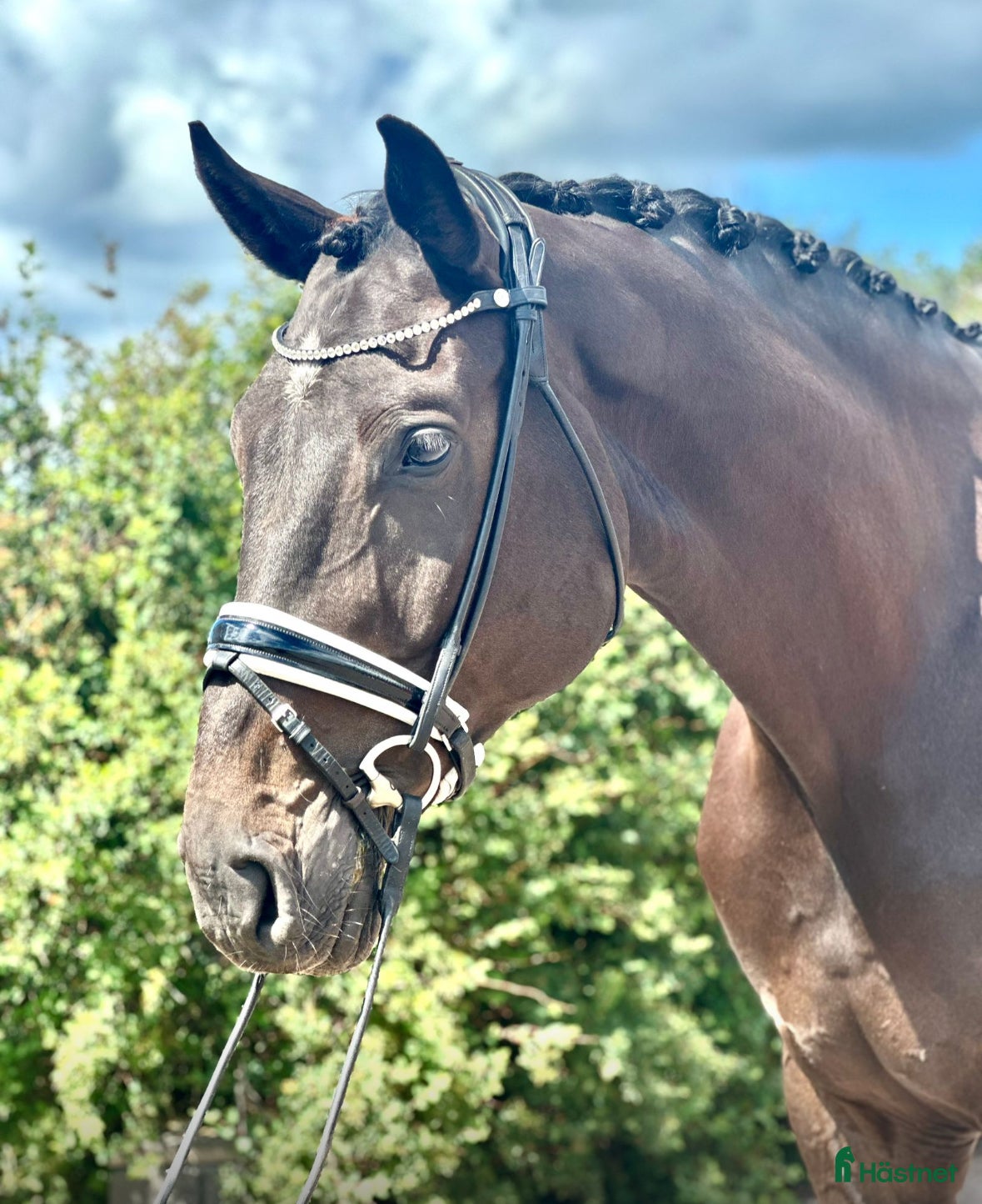  hästar Scopig valack och dressyrämne i ett i Ekerö - Annons 7