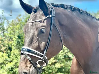 hästar Scopig valack och dressyrämne i ett i Ekerö - Annons 7