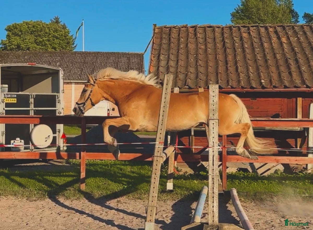  hästar Oslipad diamant 💛 - Annons 2