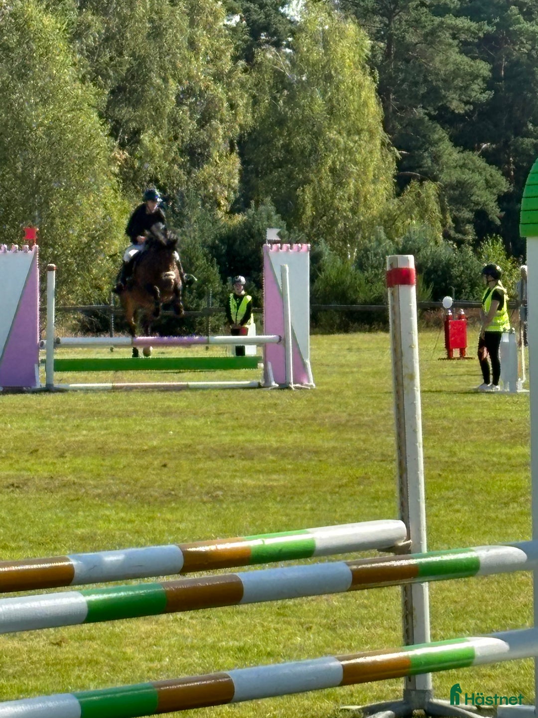 Allround hästar till salu: Bästa allroundponnyn/bästa kompisen  i Mörrum - Annons 10