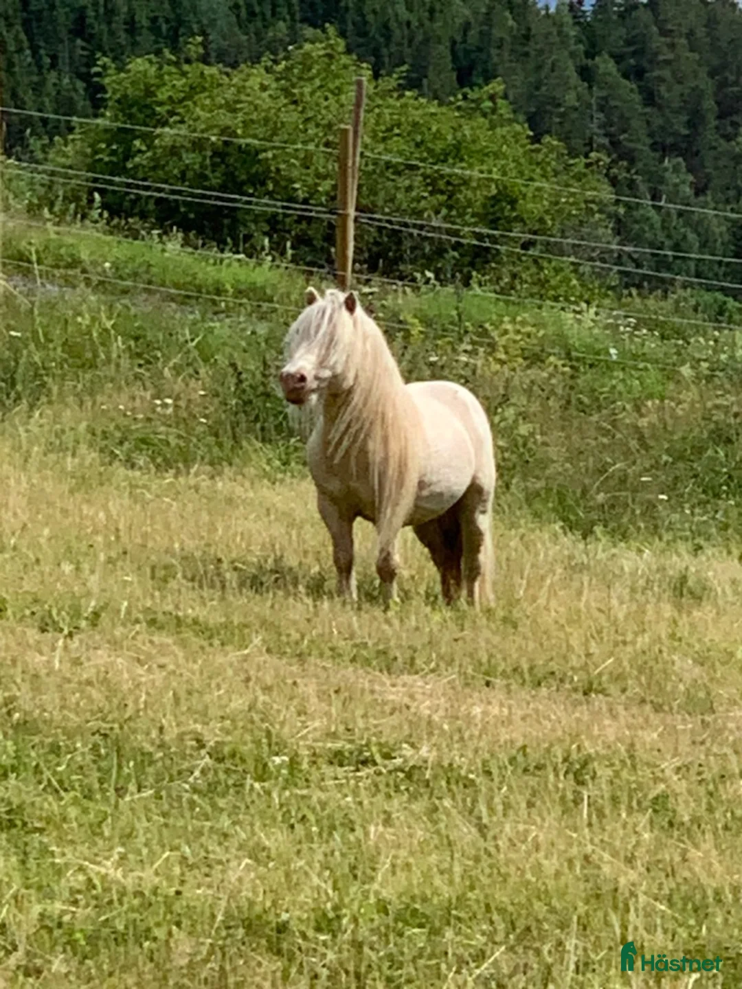 Allround hästar till salu: 20 årig minishettis  - Annons 1