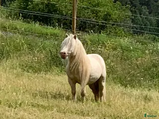 hästar 20 årig minishettis - Annons 4