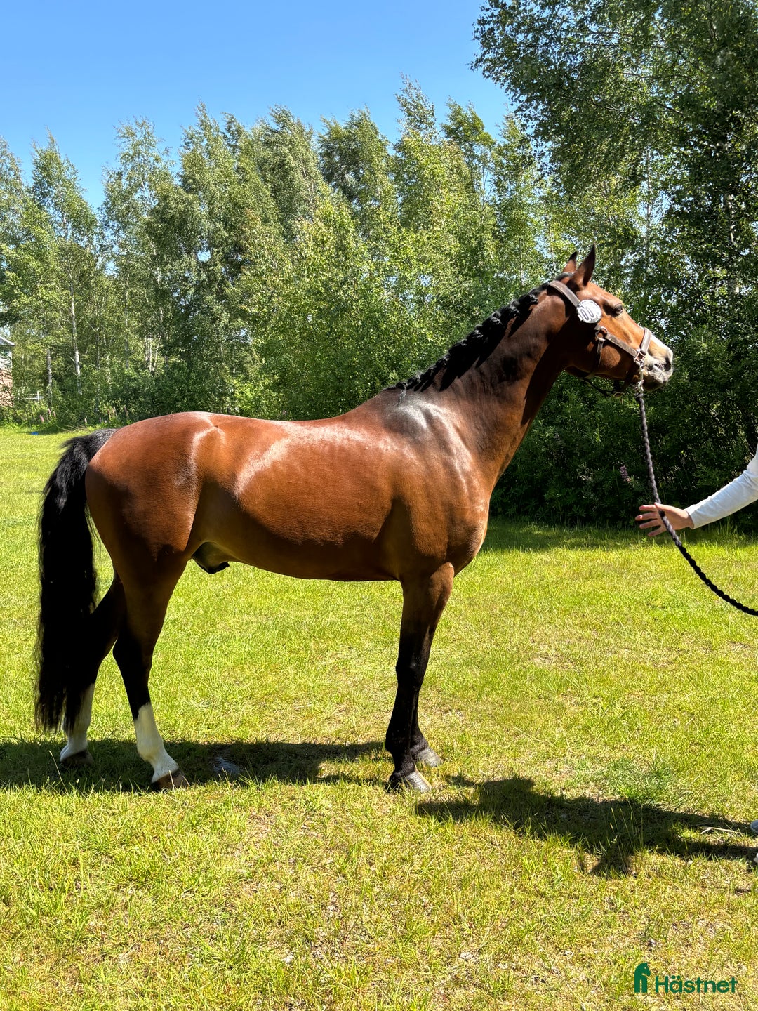 Dressyr hästar till salu: FEI kvalad D-ponny  i Kungsbacka - Bild 11