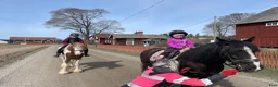 Hoppning hästar till salu: C-ponny projekt - Annons 3