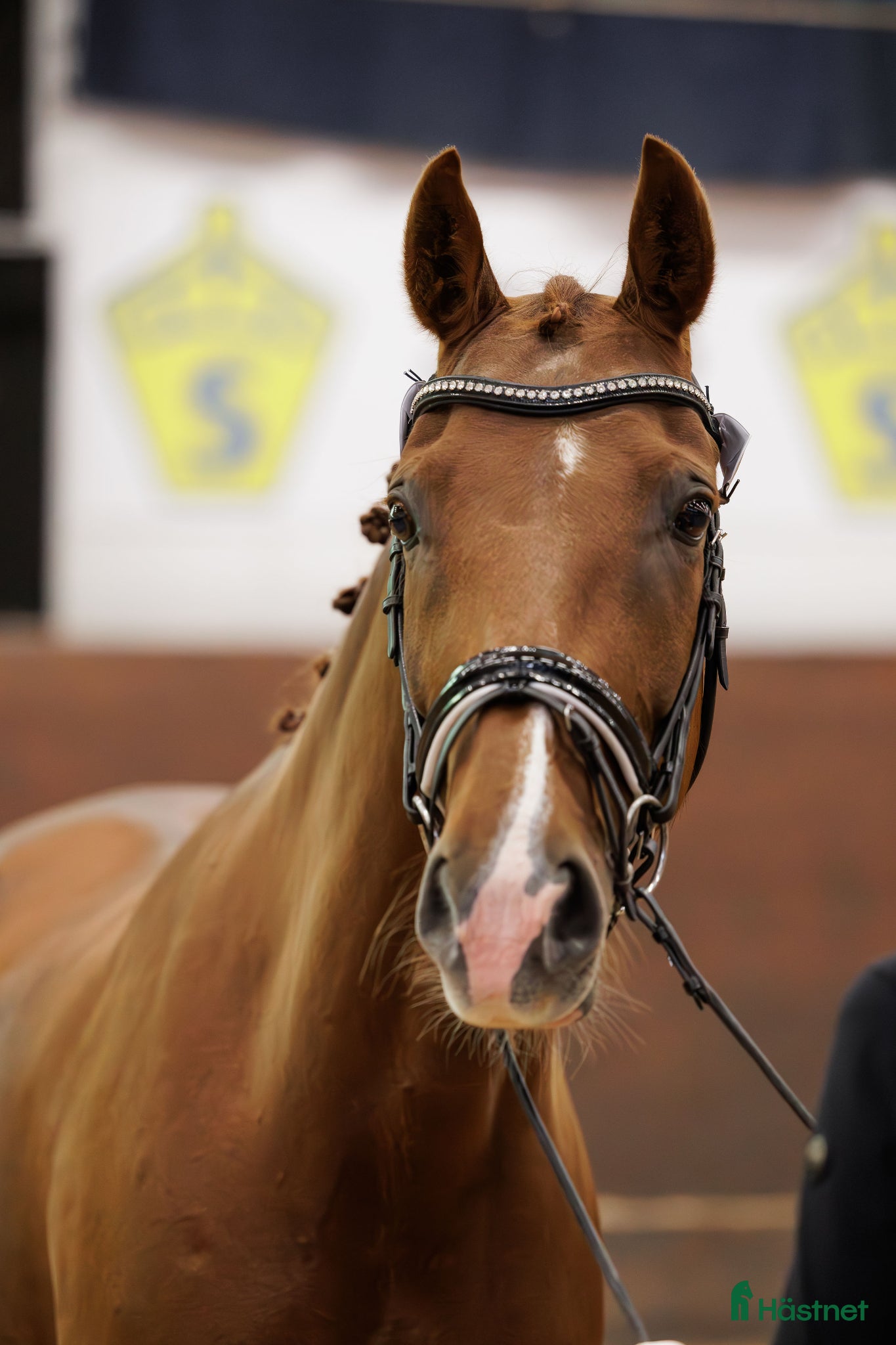  hästar Dressyrsto till avel - Annons 5
