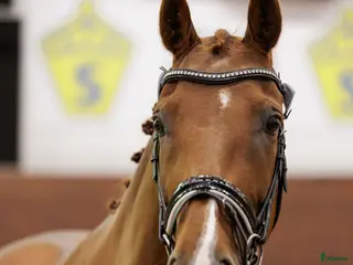 hästar Dressyrsto till avel - Annons 5