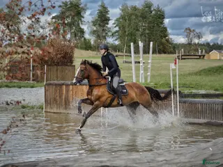 hästar Allround bästa vän - Annons 14