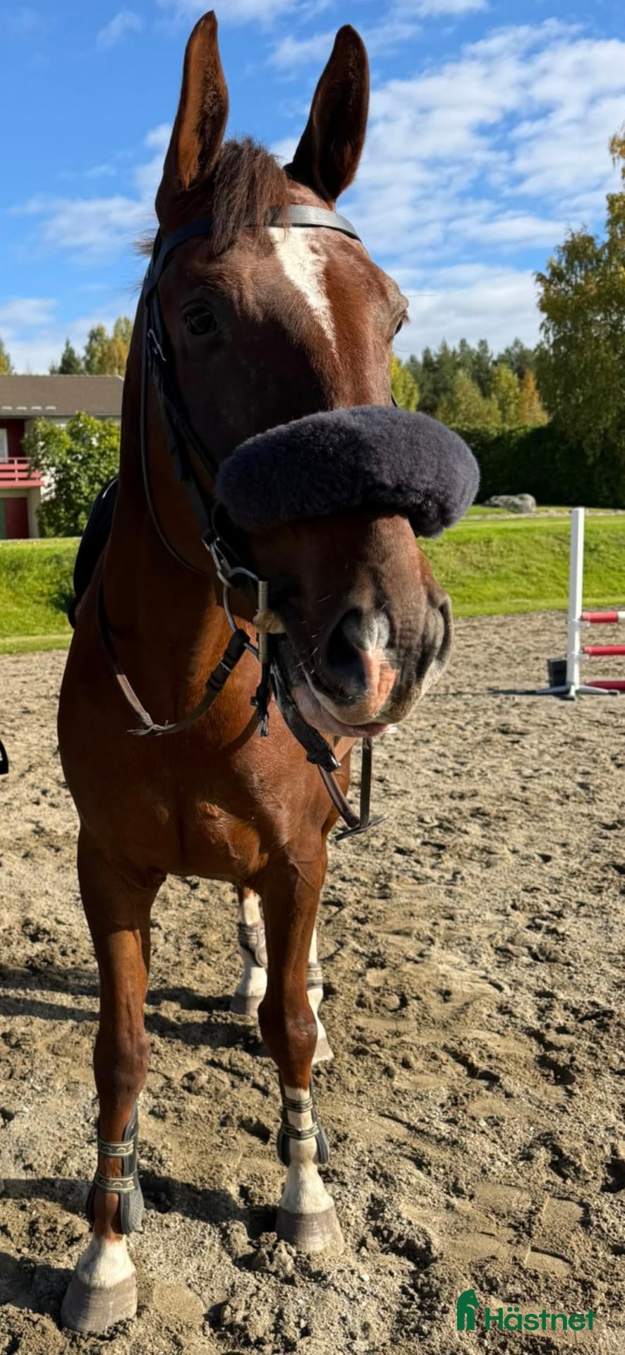  hästar Trevlig valack till både hoppning och dessyr🧡 - Annons 2