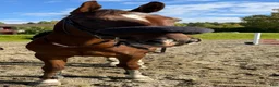 Hoppning hästar till salu: Trevlig valack till både hoppning och dessyr🧡 - Annons 1
