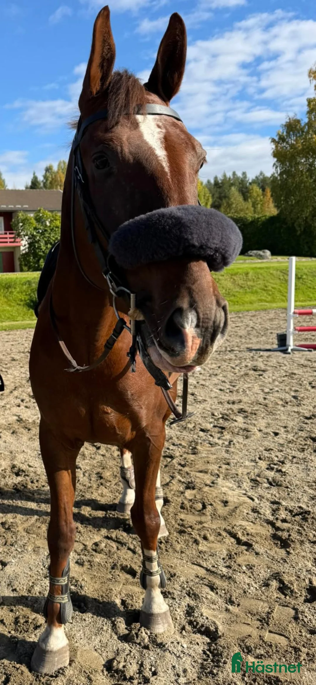 Hoppning hästar till salu: Trevlig valack till både hoppning och dessyr🧡 - Annons 1