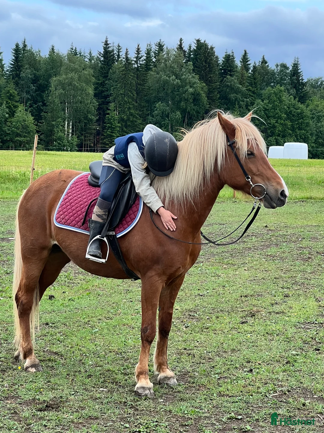 Island hästar till salu: Islandssto triangelmärkt i Orrviken - Annons 3