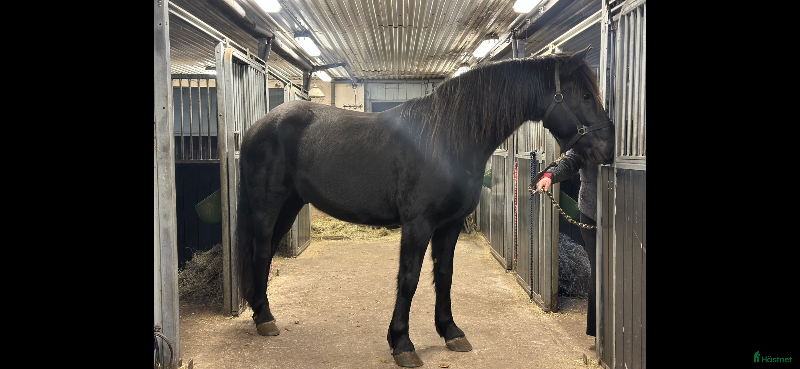  hästar Forma din egen stjärna  - Annons 10