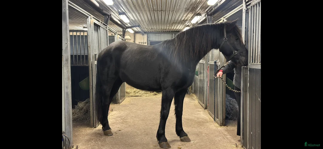 Allround hästar till salu: Forma din egen stjärna  - Annons 1