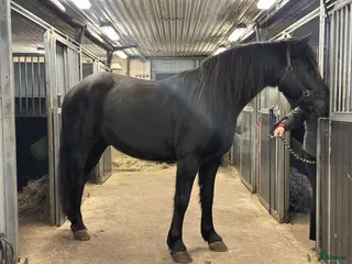 hästar Forma din egen stjärna - Annons 10