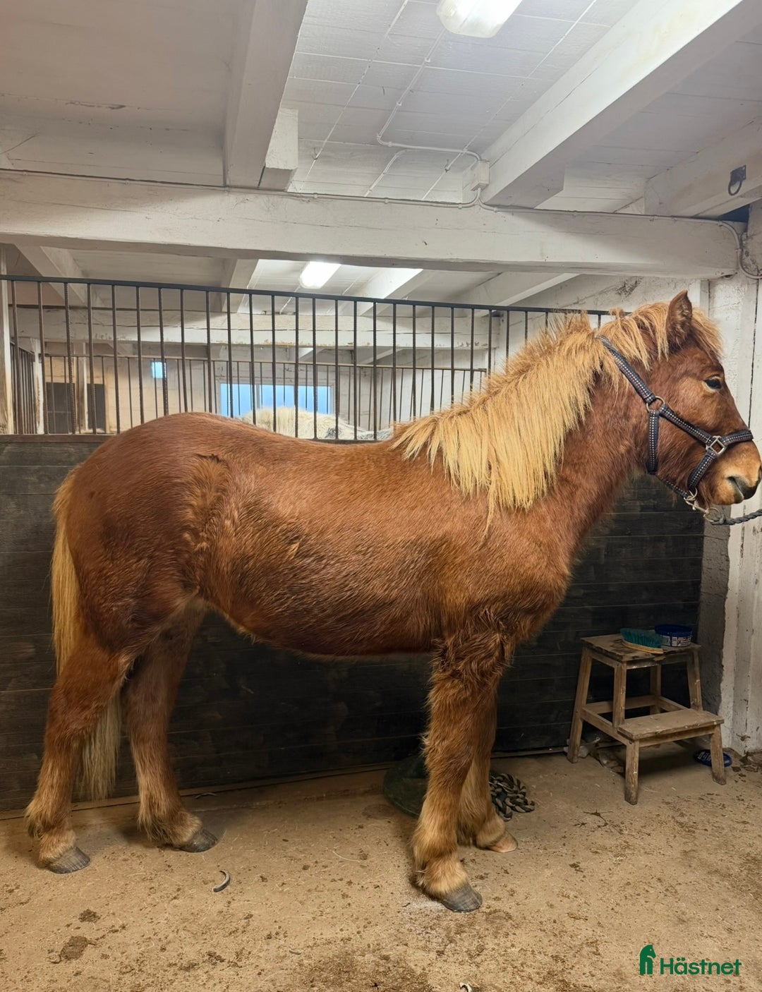 Island hästar till salu: Kille för framtiden  - Annons 2