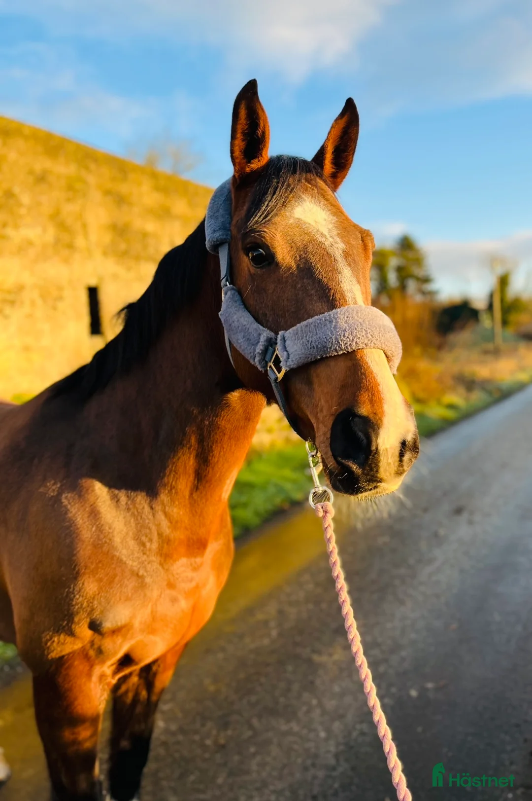 Allround hästar till salu: 6yo Allrounder mare 15,2hh i Ljungby - Annons 11