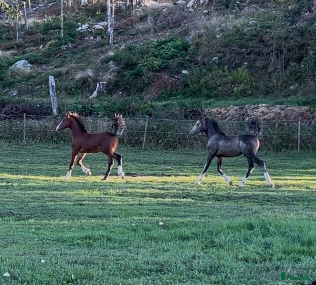 Allround hästar till salu: ⭐️ En lyxig Welsh Cob ⭐️ i Åtvidaberg - Annons 4