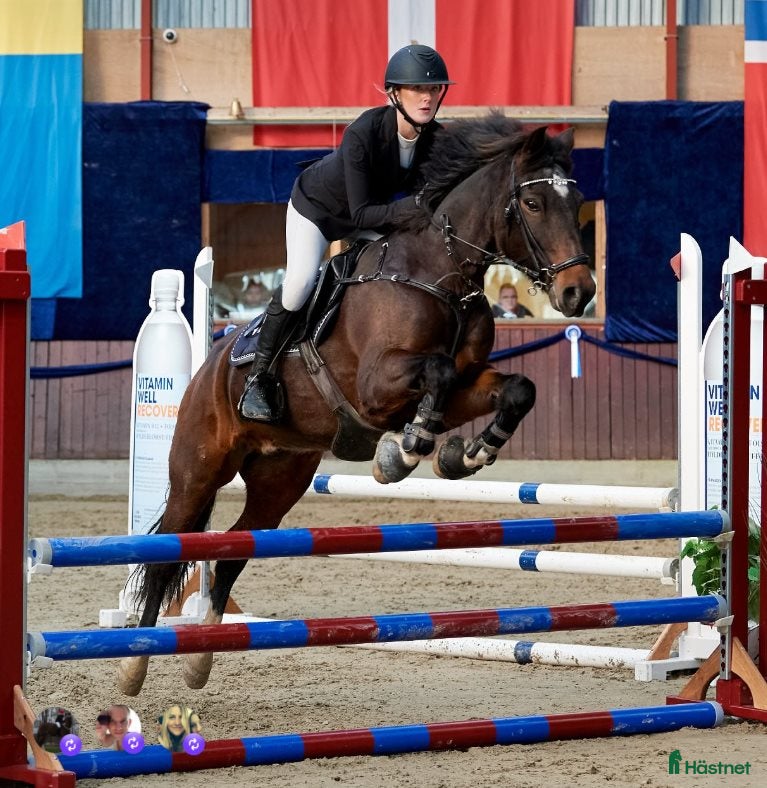  hästar Stjerne lære og stævnepony masser af kapacitet - Annons 1