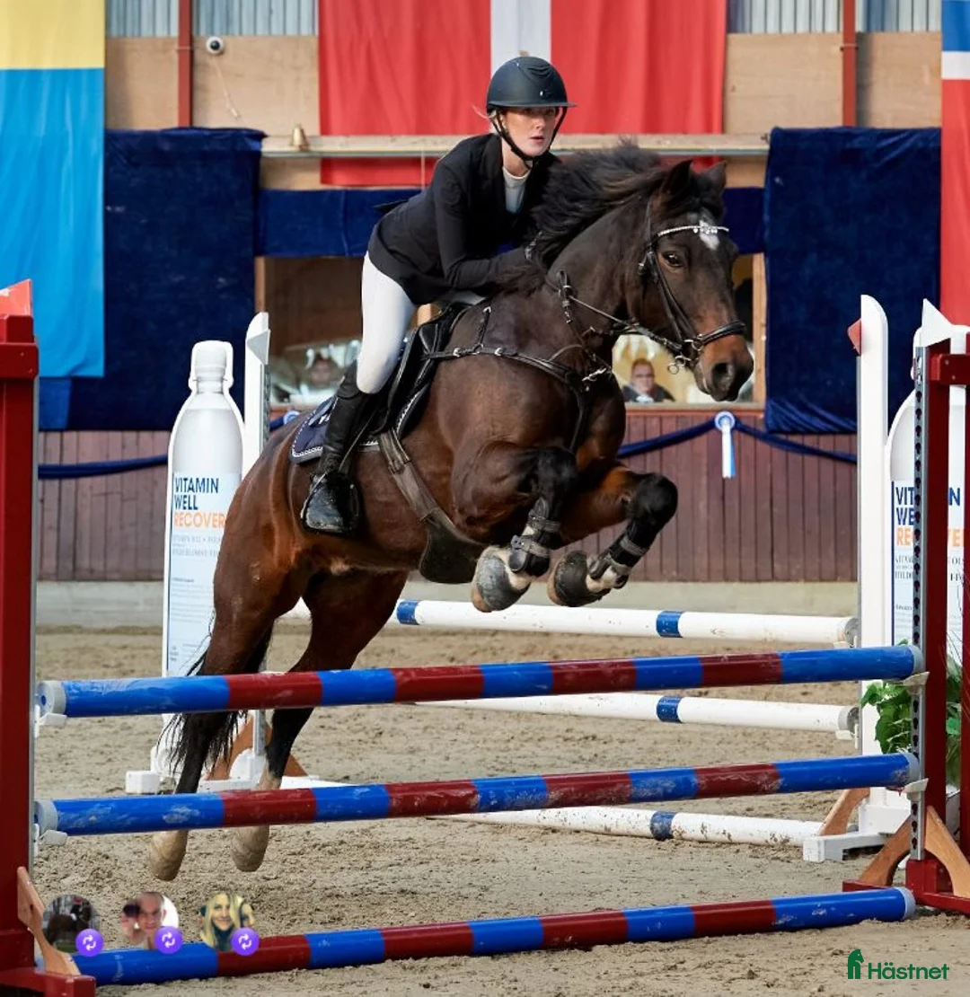 Hoppning hästar till salu: Stjerne lære og stævnepony masser af kapacitet - Annons 1
