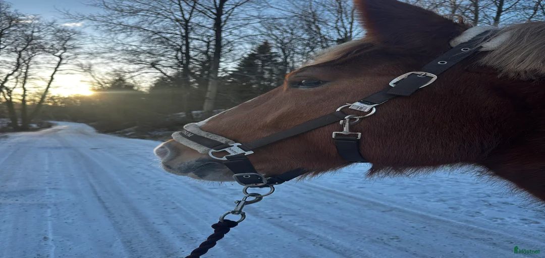 Galleribild {{count}}