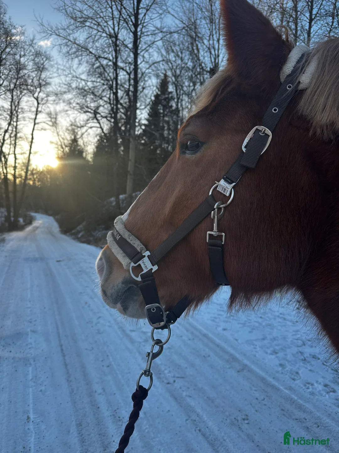 Galleribild {{count}}