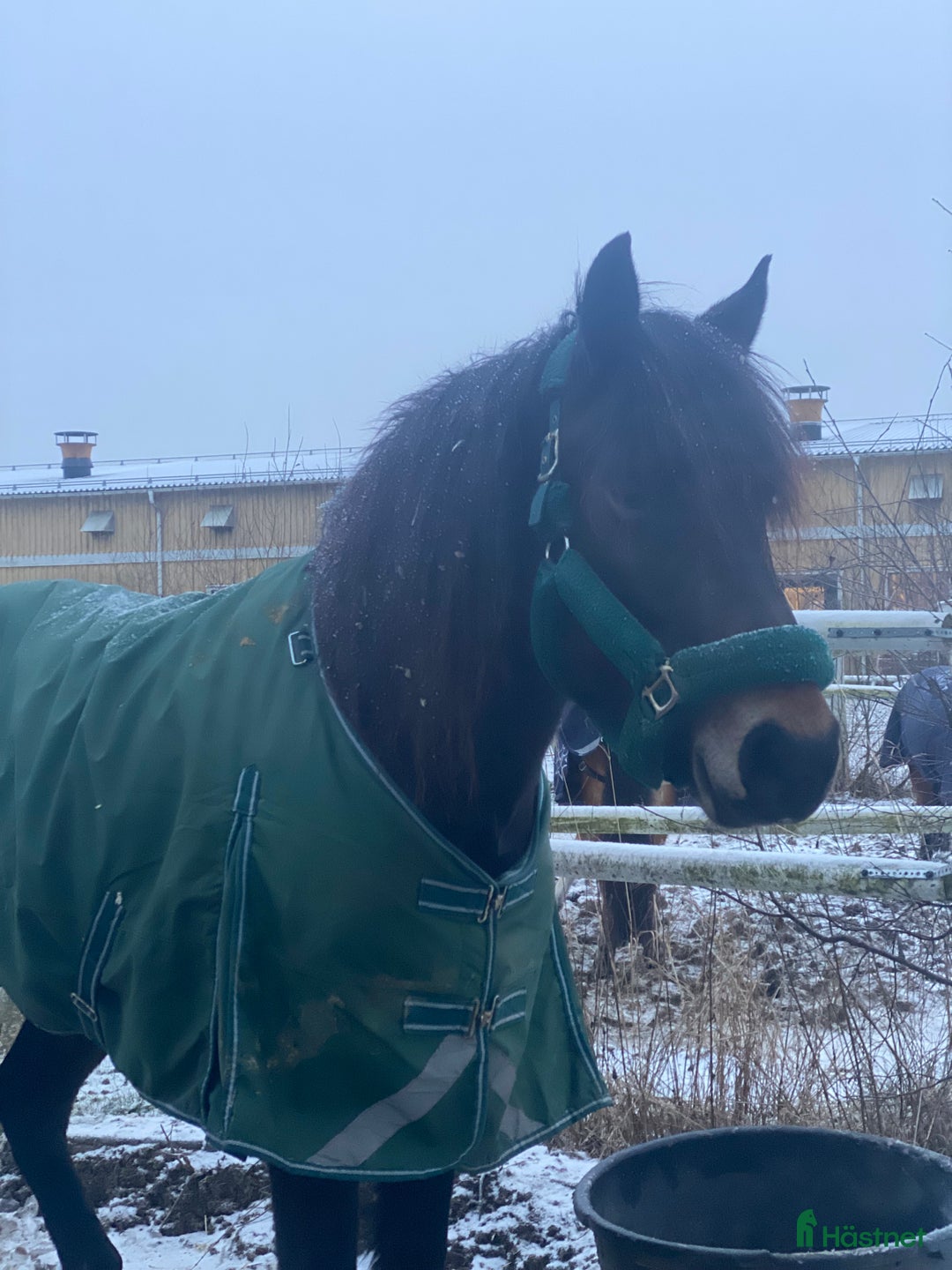 Sällskap hästar till salu: Kallblod till sällskap eller avel i Själevad - Annons 5