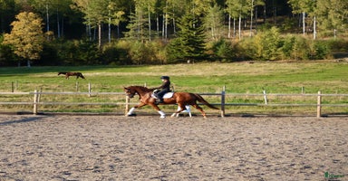  hästar i Vallsta - Annons 2