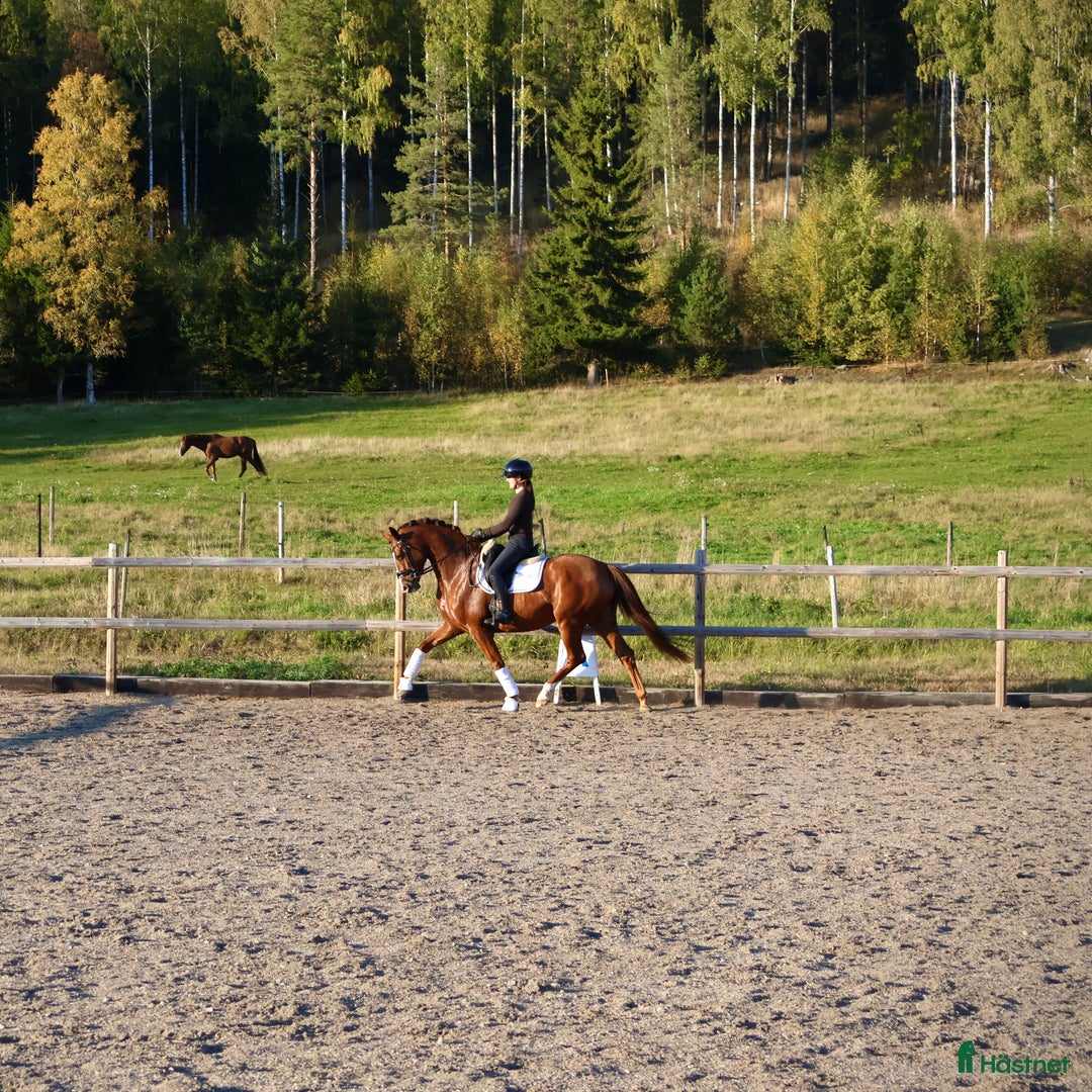 Dressyr hästar till salu: Otroligt kvalitativt sto för framtiden  i Vallsta - Annons 2