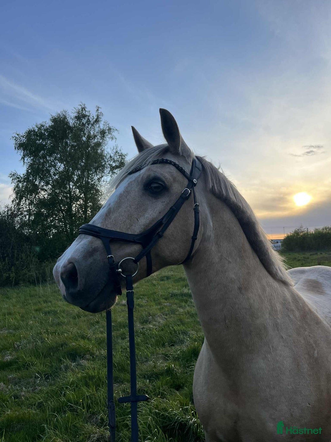 Allround hästar till salu: Träning, tävling och ponnybus i Väröbacka - Annons 3