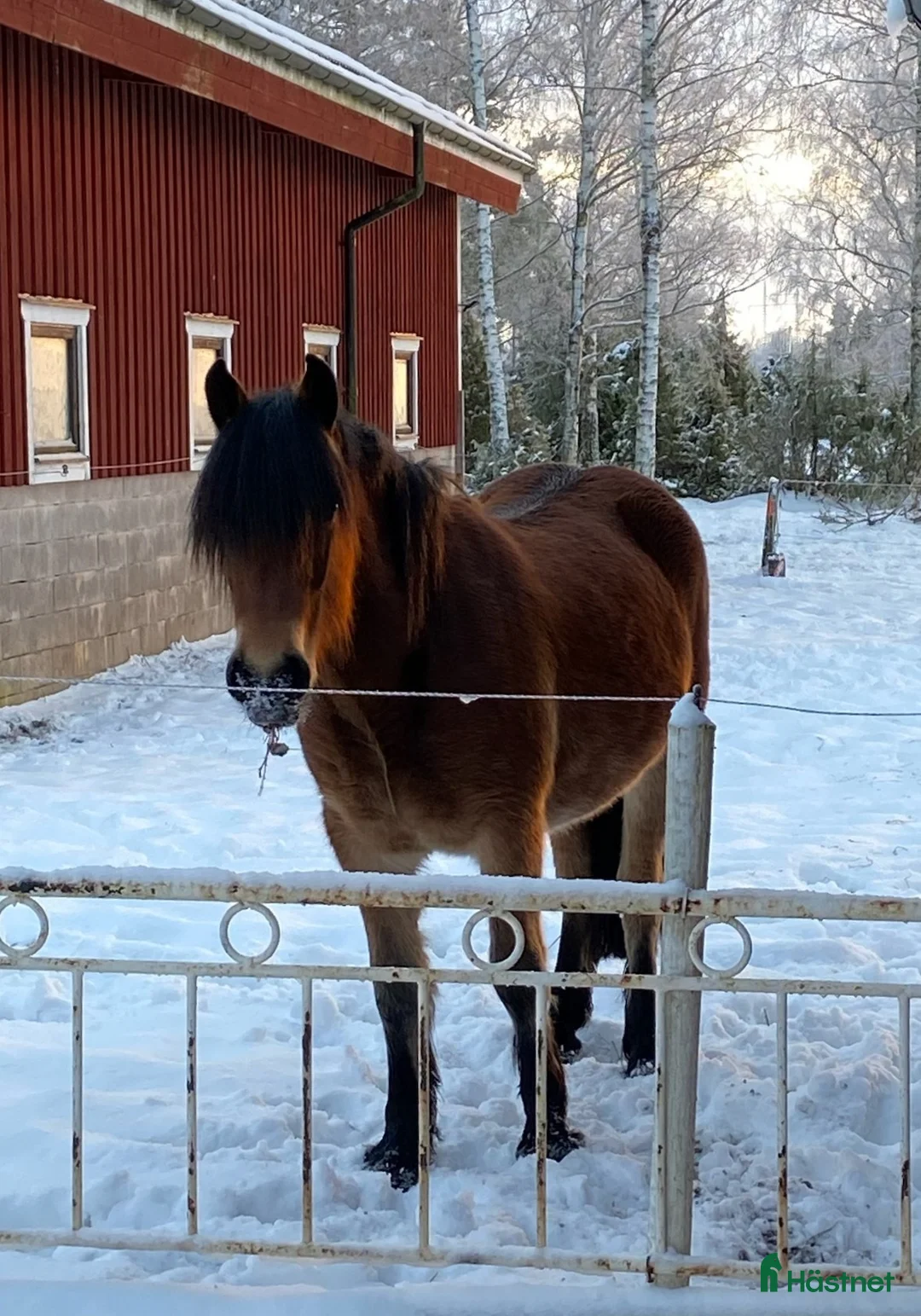 Allround hästar till salu: Fantastiskt allroundhäst  i Töreboda - Annons 2