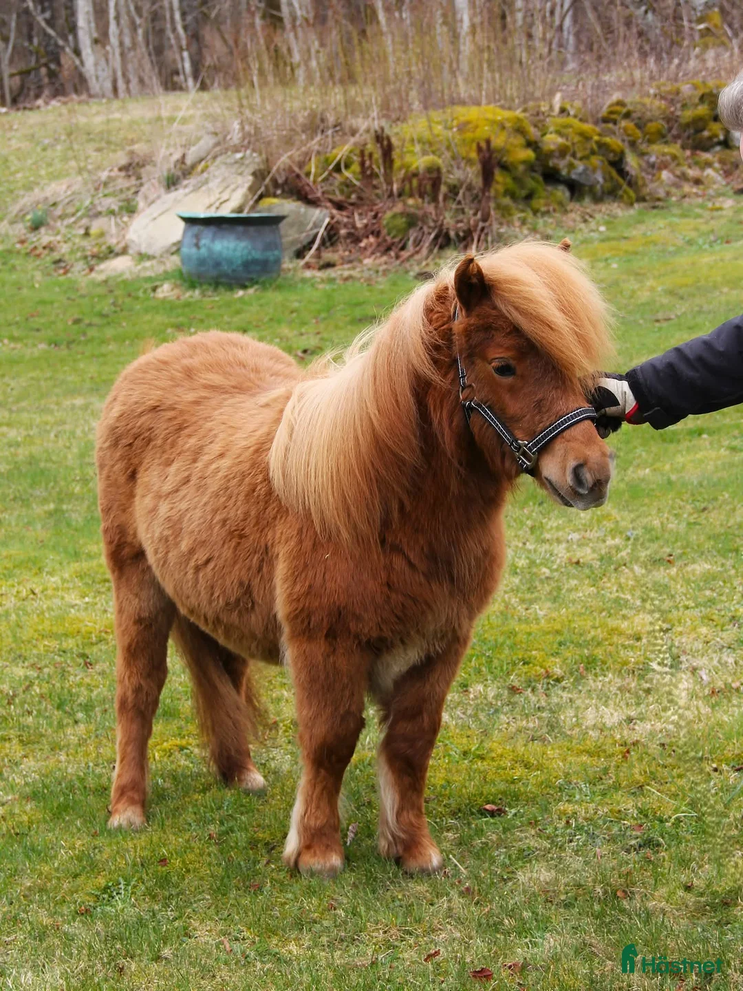 Allround hästar till salu: Lovande ettåring - Annons 2