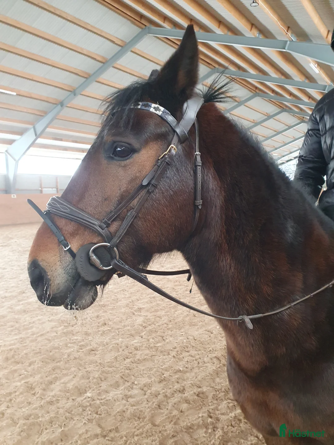 Dressyr hästar till salu: D-ponny med rutin i Kinna - Annons 2