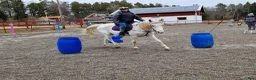  medryttarhäst finnes: Medryttare till 2 D-ponnies sökes i Västerhaninge - Annons 2