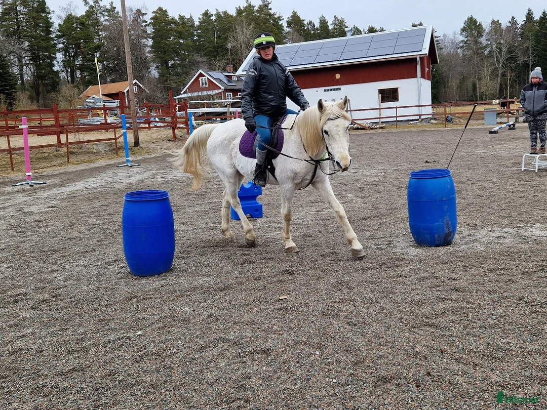  medryttarhäst finnes: Medryttare till 2 D-ponnies sökes i Västerhaninge - Annons 2