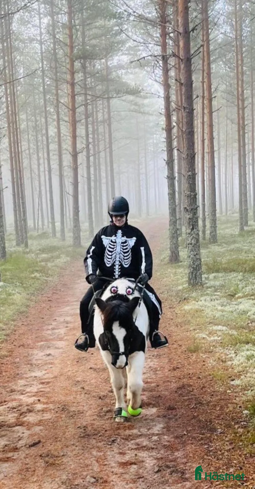 Allround hästar till salu: Söt liten typ söker roligare hem! i Lysvik - Annons 10