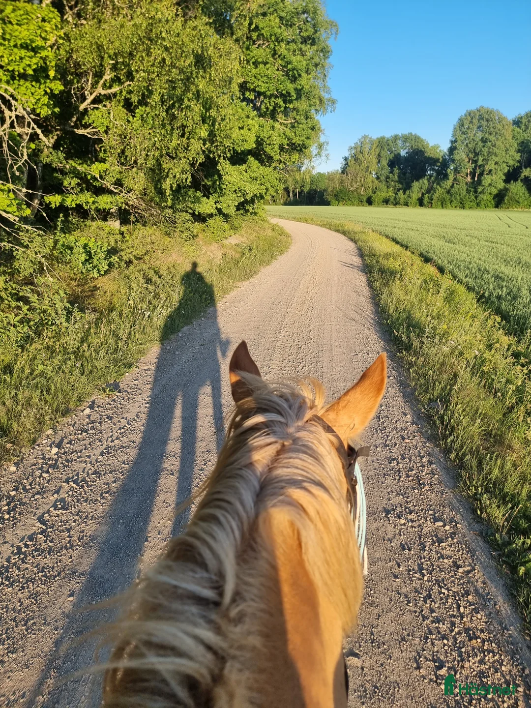 Övrigt hästar sökes: Söker  i Åkers Styckebruk - Annons 3