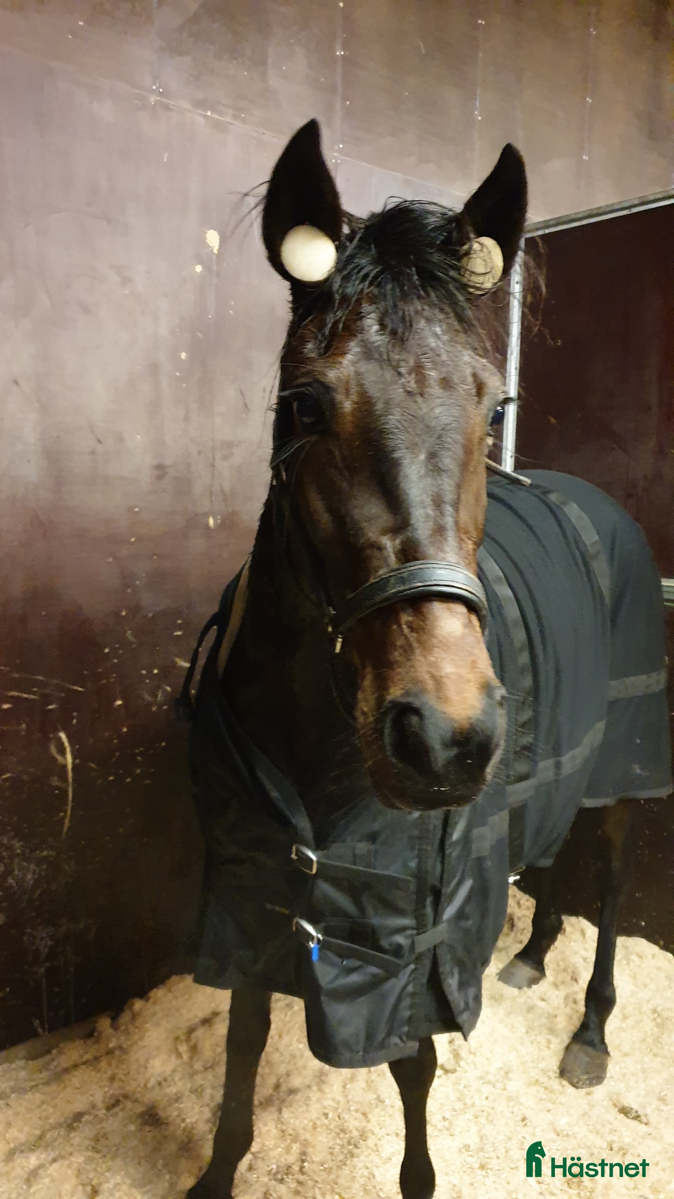  hästar Snällt & sött sto - Annons 10