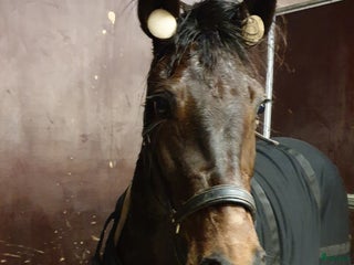 hästar Snällt & sött sto - Annons 10