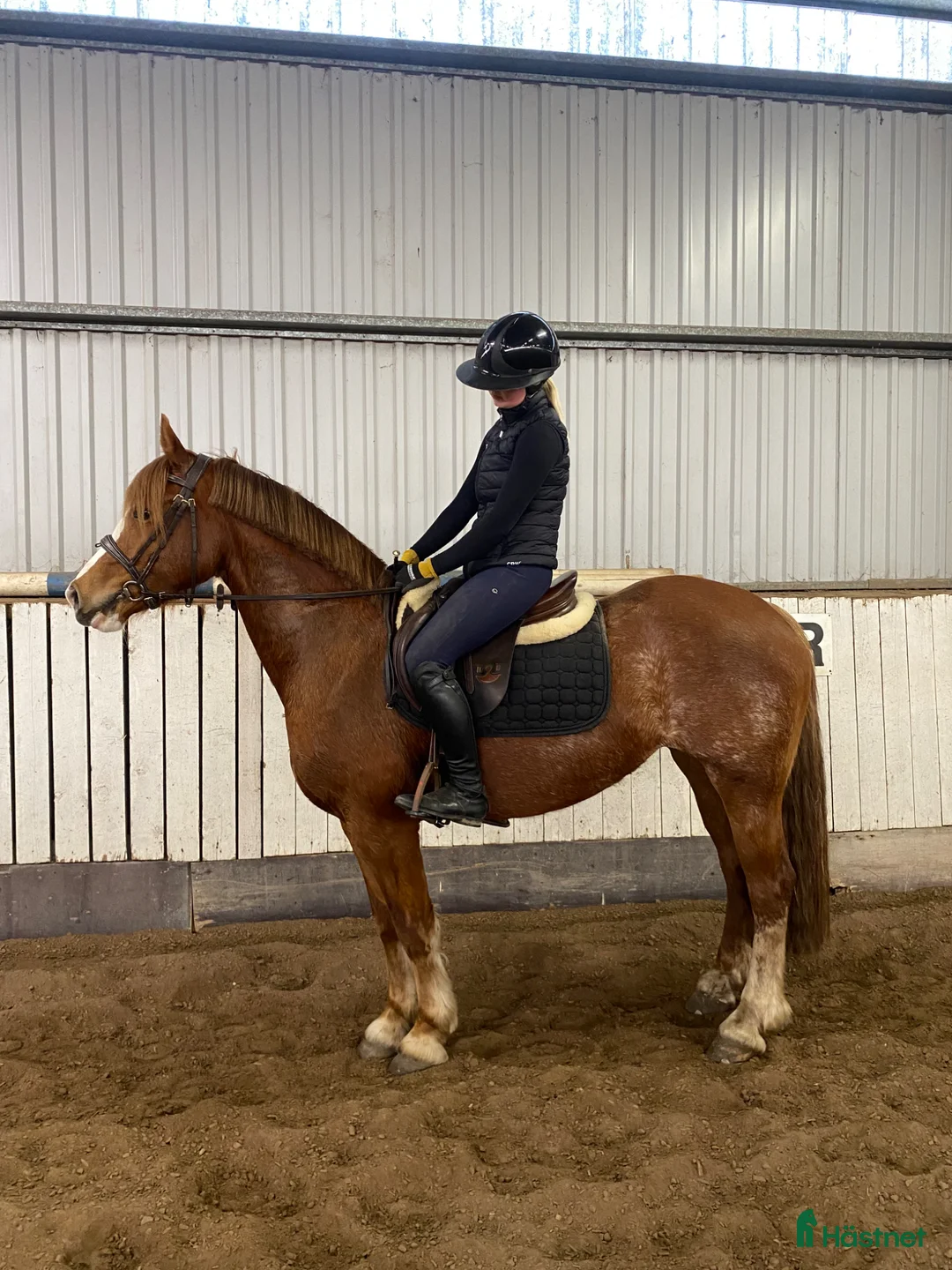 Allround hästar till salu: Trevlig allroundponny - Annons 1