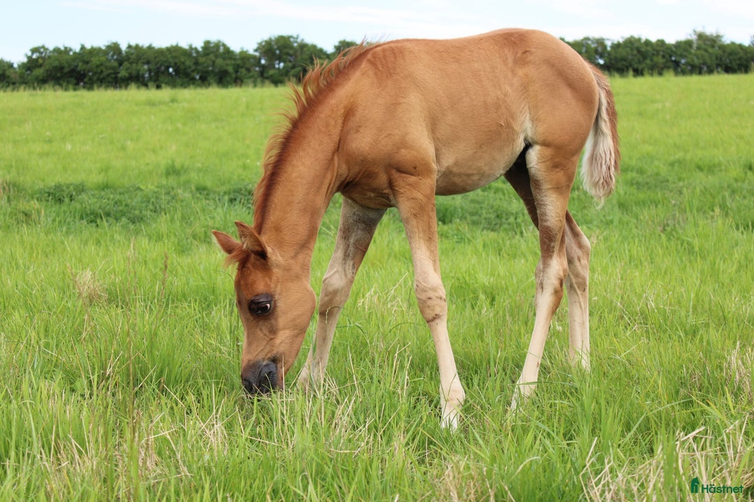 Allround hästar till salu: Smuk Ox araber hingst i Broby kommun - Annons 8