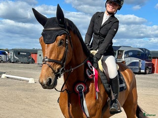 hästar Snygg och sportig valack i Västervik - Annons 1