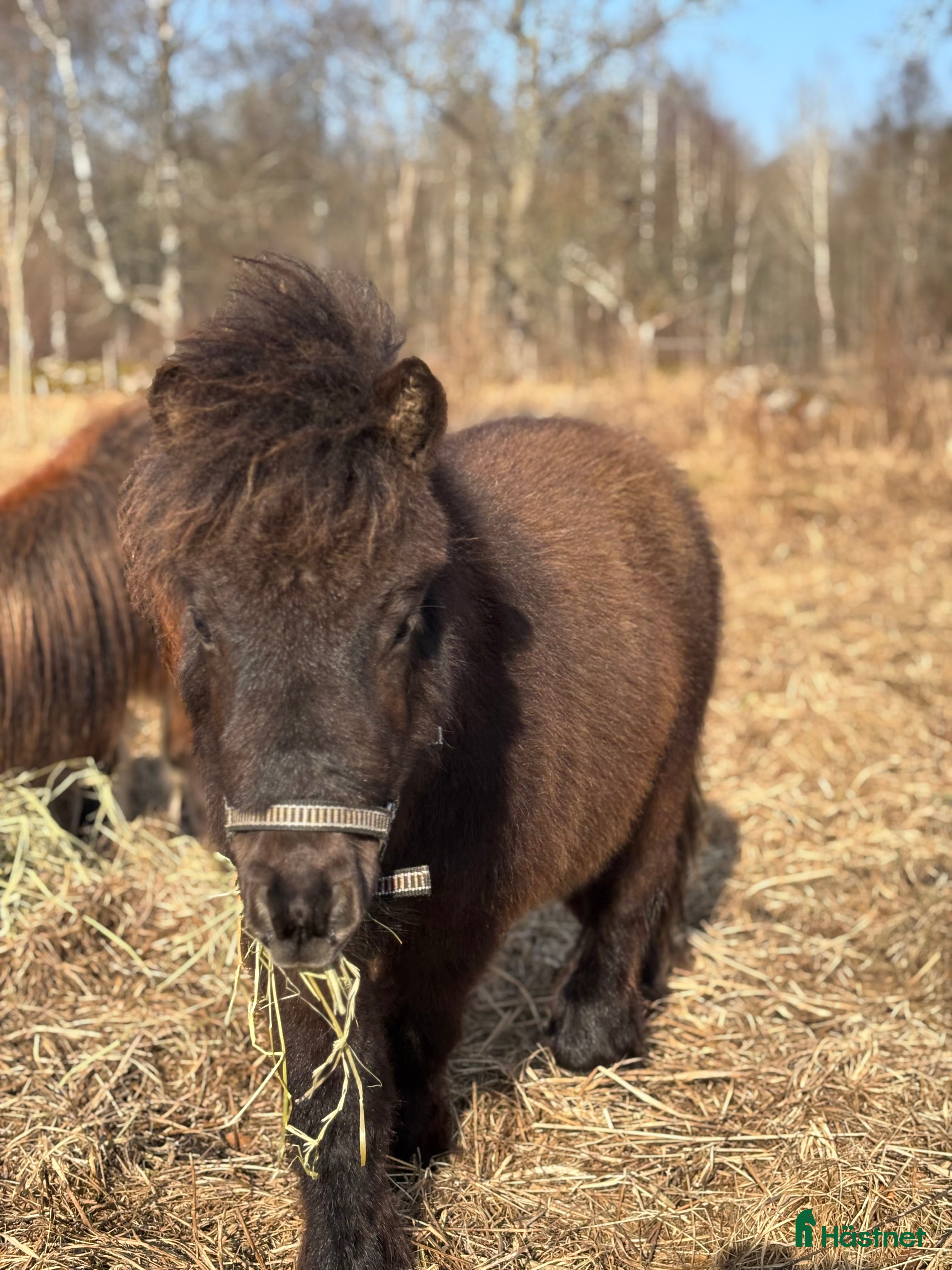  hästar Fin häst - Annons 1